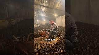 vigilant duck farmers must now light fires within the duck sheds to provide essential warmth