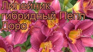 Лилейник гибридный Пепл Доро (hemerocallis)  обзор: как сажать, рассада лилейника Пепл Доро