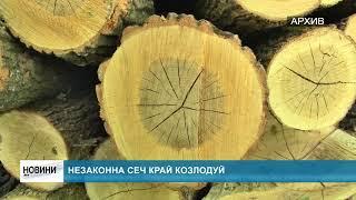 RM TV: Незаконна сеч край Козлодуй