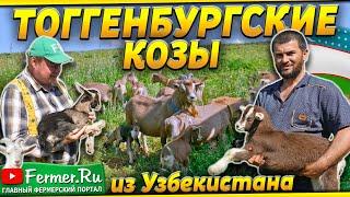 Тоггенбургские козы. Бизнес на продаже и разведении коз. Фермер-козовод Исмоил Исмоилов. Узбекистан