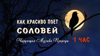 Как красиво поет соловей ночью в лесу слушать 1 ЧАС  Божественно! Чарующие звуки природы для души!