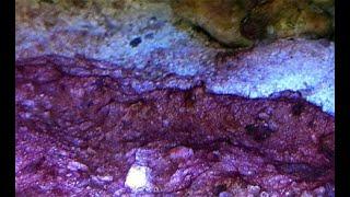 Treat Red Slime/ Cyano in Reef Tank using Cyano Rx.