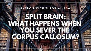 Split Brains: What Happens When You Sever the Corpus Callosum? (Intro Psych Tutorial #36)