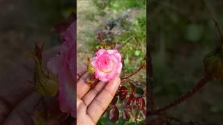 Jumeliya rose plant video, Ravi rose plant video