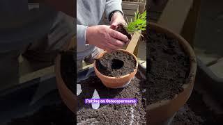 #gardening #greenfingers #fyp #gardener