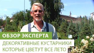 Декоративные кустарники которые цветут все лето