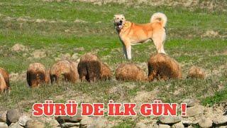 40 YILLIK ÇOBAN KÖPEĞİ GİBİ - TARÇIN SÜRÜYE UYUM SAĞLADI ( DİŞİ GÖZÜME GİRDİ )