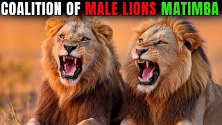 History of the Matimba Male Lions - The Legendary Coalition of Male Lions That Defied All Odds