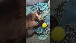 Leia jugando con una pelota de tenis. Sábado de gatos. #caturday #catlover