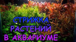 СТРИЖКА РАСТЕНИЙ В АКВАРИУМЕ #АКВАМЕН #СВОИМИ_РУКАМИ