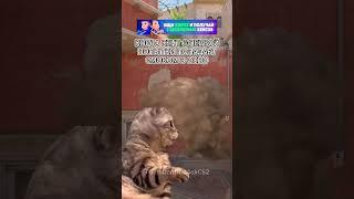 Такого не бывает #cs2 #cs2clips #cs2moments #cs2funny #cs2memes #кс2 #кс2мемы #кс2приколы #knifex