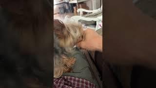 Sammy the Yorky