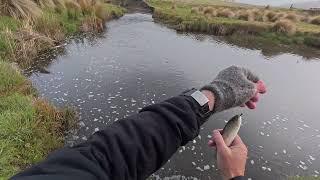 Eucumbene and Murrumbidgee Rivers trout fishing trip with Rudi & Laurie - 10-13 Oct 2024 - Part 3