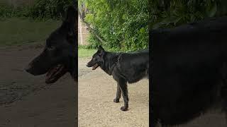 #germanshepheard #germanshepherd #facts #puppy #pets #dog #animalsong #funny #gsds #dogsong