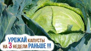 Как правильно посадить капусту под зиму? Подзимний посев капусты: сорта, сроки и подготовка