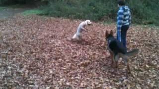Barney the Aussie Doodle Playing the 'Leaf It' Game with Bradley