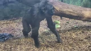 Gorilla Forest at Louisville Zoo 10/19/24