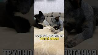 Трудности воспитания второй собаки  #питомцы #собака #щенок #воспитаниещенка #кинолог