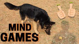 7 Mind Games for German Shepherds
