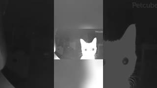 Bro saw his own soul.