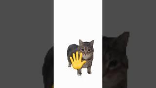 Made by the potato #spiningcat #cat #aftereffects #trend #mewing pics:​⁠@Mr_coconutco