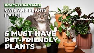 5 Must-Have Pet Friendly Indoor Plants l Easy Non-Toxic to Pets Houseplants