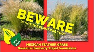 MEXICAN FEATHER GRASS | Nassella tenuissima (formerly Stipa)