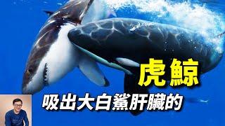 虐殺大白鯊的冷血殺手，卻對人類眉來眼去，虎鯨會產生智慧嗎？【老肉雜談】#動物 #海洋生物 #野生動物 #虎鯨 #orca