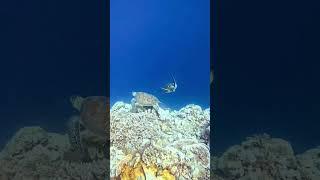 Balicasag Island Turtle Sanctuary #nature #travel #divingtime #turtle #turtles