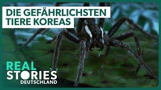 1,5+ Stunden atemberaubendes Korea zum Einschlafen | Real Stories Deutschland