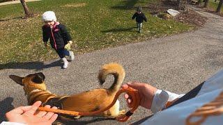 Kids Run Up To Pet Belgian Malinois