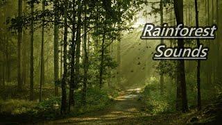 Rain Sound and Rainforest Animals Sound - Relaxing Sleep