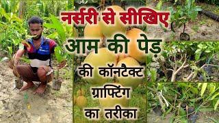 आप आज ही आम की जोड़ कलम करना सिख लें, आपके बहोत काम आयेगा // Contact Gragting Process of Mango tree