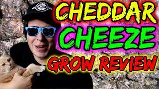 CHEDDAR CHEEZE ORGANIC BEAN TO HARVEST | REVIEW & KEY TAKEAWAYS