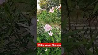 Beautiful White Kaner Blooming!#trendingshorts #nature #terracegardning #ytshorts #shorts