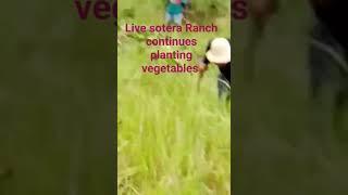 #100%OFW Sotera Ranch continues fencing planting organic vegetable