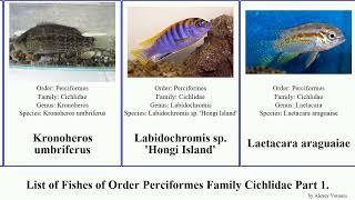 List of Fishes of Order Perciformes Family Cichlidae Part 5. lamprologus herichthys heros keyhole