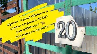 Феникс - единственный и самый крупный приют для животных в Ростовской области 🫶