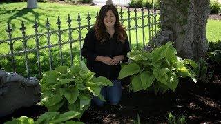 'Coast to Coast' Hosta for Shady Landscapes