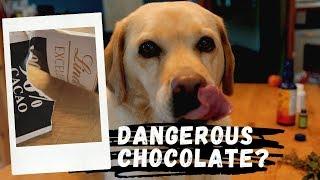 How Much Chocolate Is Toxic To Your Dog?