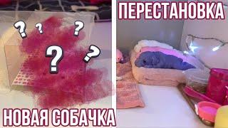 НОВАЯ СОБАЧКА! ПЕРЕСТАНОВКА В ДОМИКЕ СКВИШИ СОБАК