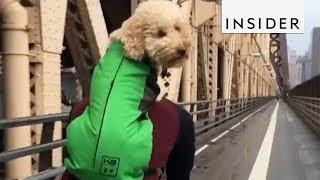 Dog Backpack Is Perfect For Adventurous Doggos