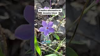 A native alternative to invasive Vinca #phlox #nativeplants #invasivespecies #gardening #wnc #woods