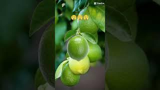 miraculous green lemon | #shorts #viral #trending #fruit