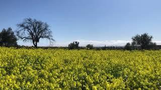 Mustard fields forever flowing in the breeze at Bees N Blooms