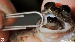 Meet The Frog That Barfs Up Its Babies