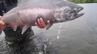 Showing Respect - Releasing King Salmon at Alaska West