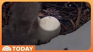 See the moment viral eagle couple’s third egg starts hatching