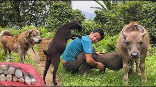 go into the forest together to pick bamboo shoots and bring them to the market to sell