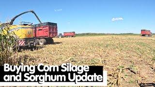 Buying Corn Silage and Sorghum Update